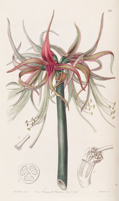 Hippeastrum cybister da Botanical Register